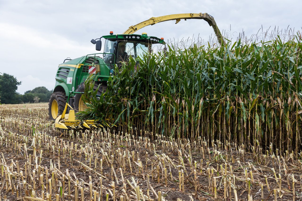 Bild 229 - Maisernte